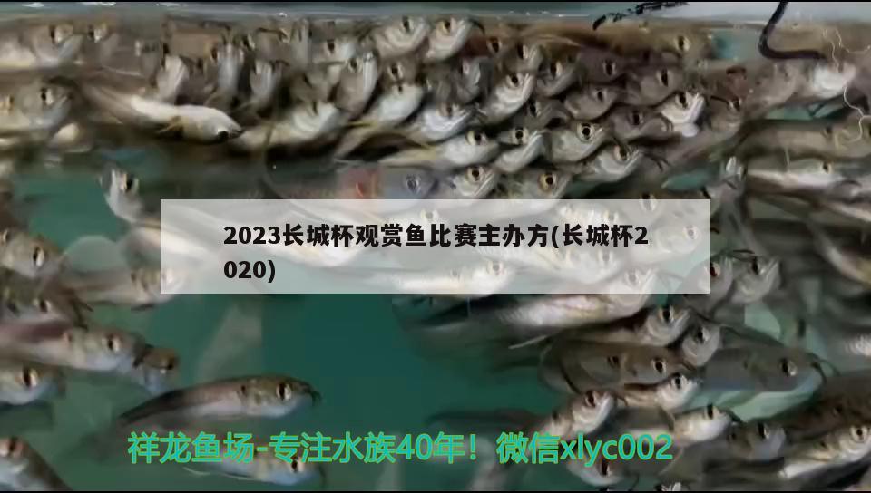 2023长城杯观赏鱼比赛主办方(长城杯2020)