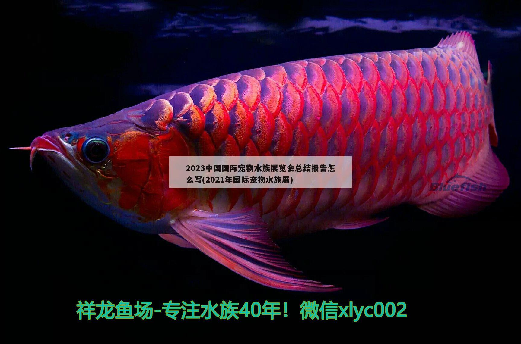 2023中国国际宠物水族展览会总结报告怎么写(2021年国际宠物水族展) 水族展会