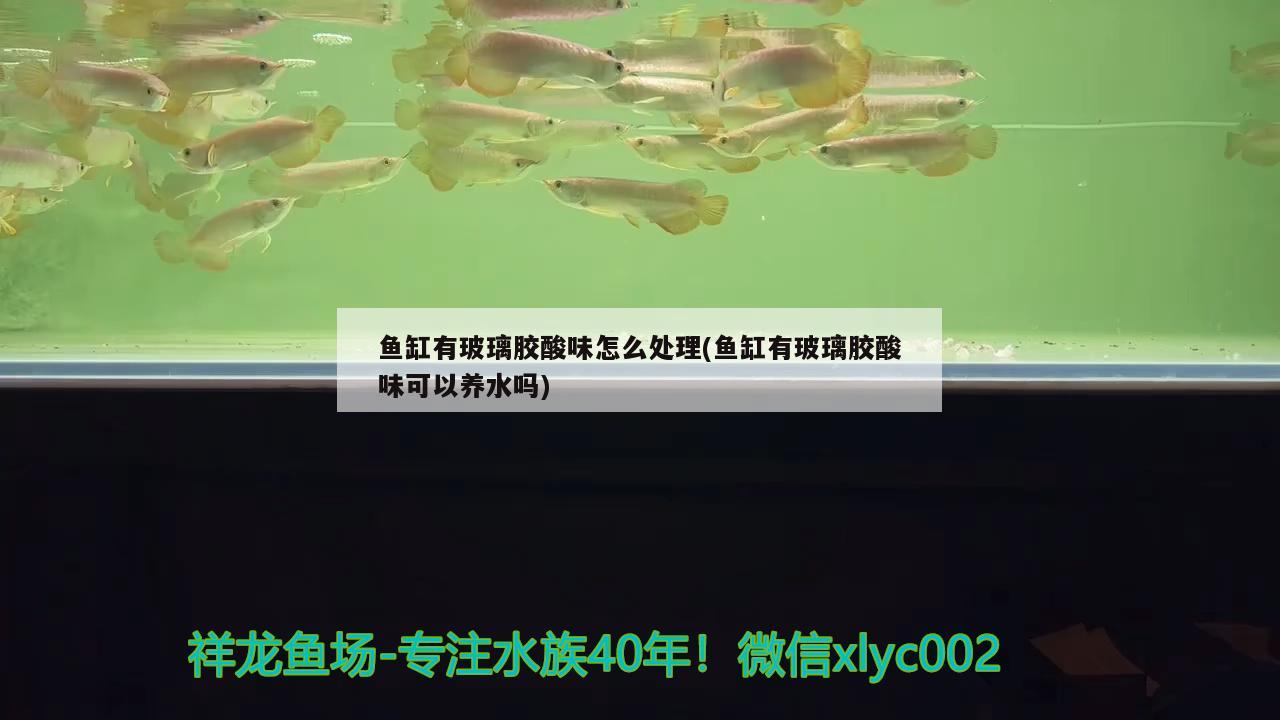 鱼缸有玻璃胶酸味怎么处理(鱼缸有玻璃胶酸味可以养水吗)