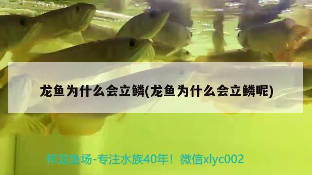 龙鱼为什么会立鳞(龙鱼为什么会立鳞呢) 2024第28届中国国际宠物水族展览会CIPS（长城宠物展2024 CIPS）