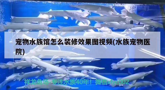 宠物水族馆怎么装修效果图视频(水族宠物医院)