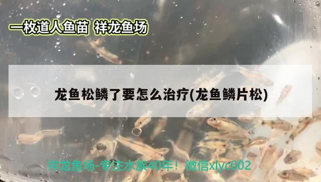 龙鱼松鳞了要怎么治疗(龙鱼鳞片松) 2024第28届中国国际宠物水族展览会CIPS（长城宠物展2024 CIPS）