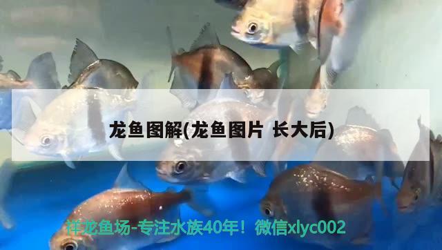 龙鱼图解(龙鱼图片长大后) 2024第28届中国国际宠物水族展览会CIPS（长城宠物展2024 CIPS）