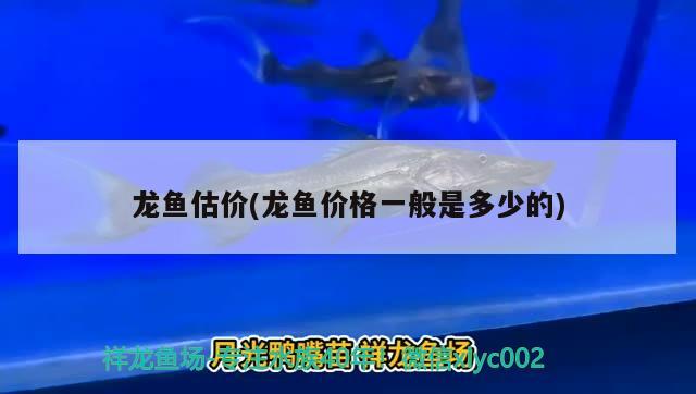 龙鱼估价(龙鱼价格一般是多少的) 2024第28届中国国际宠物水族展览会CIPS（长城宠物展2024 CIPS） 第3张