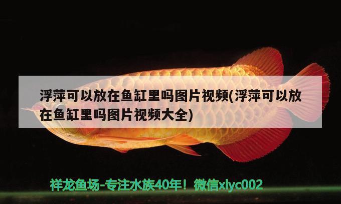 浮萍可以放在鱼缸里吗图片视频(浮萍可以放在鱼缸里吗图片视频大全)