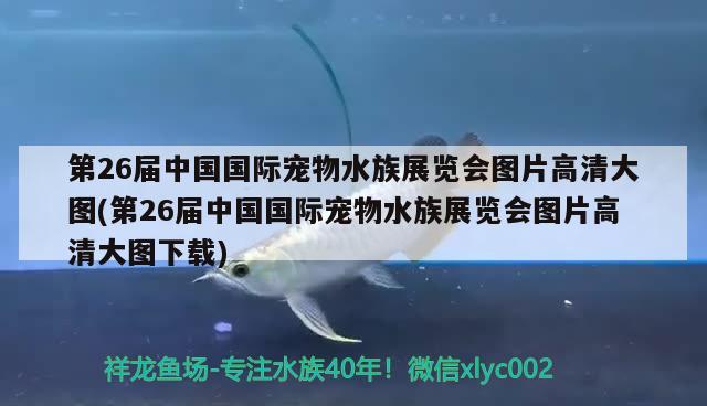 第26届中国国际宠物水族展览会图片高清大图(第26届中国国际宠物水族展览会图片高清大图下载)