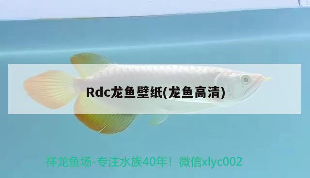 Rdc龙鱼壁纸(龙鱼高清)