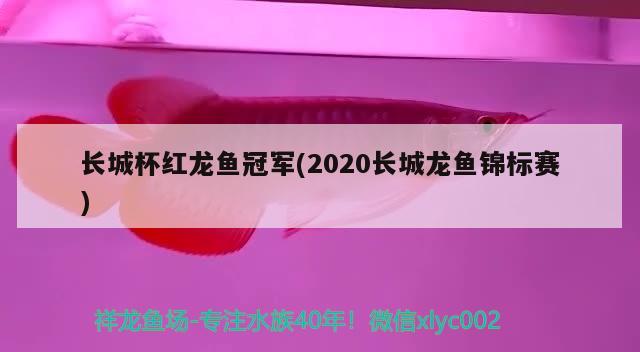 长城杯红龙鱼冠军(2020长城龙鱼锦标赛) 2024第28届中国国际宠物水族展览会CIPS（长城宠物展2024 CIPS）