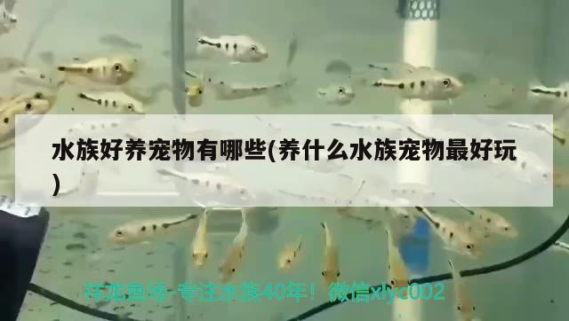 水族好养宠物有哪些(养什么水族宠物最好玩) 2024第28届中国国际宠物水族展览会CIPS（长城宠物展2024 CIPS）