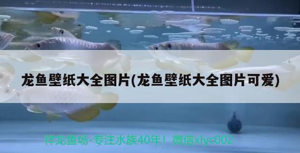 龙鱼壁纸大全图片(龙鱼壁纸大全图片可爱) 2024第28届中国国际宠物水族展览会CIPS（长城宠物展2024 CIPS）