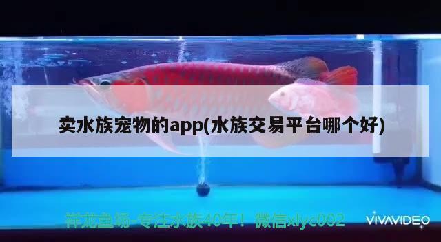 卖水族宠物的app(水族交易平台哪个好) 2024第28届中国国际宠物水族展览会CIPS（长城宠物展2024 CIPS）