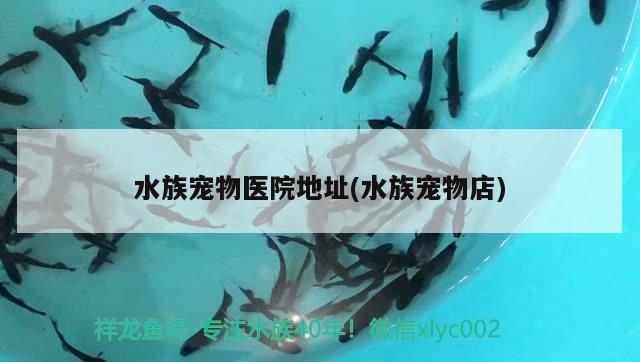 水族宠物医院地址(水族宠物店) 2024第28届中国国际宠物水族展览会CIPS（长城宠物展2024 CIPS）