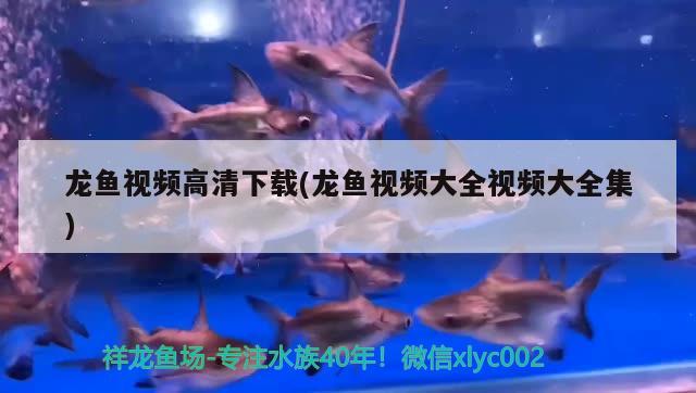 龙鱼视频高清下载(龙鱼视频大全视频大全集) 2024第28届中国国际宠物水族展览会CIPS（长城宠物展2024 CIPS）