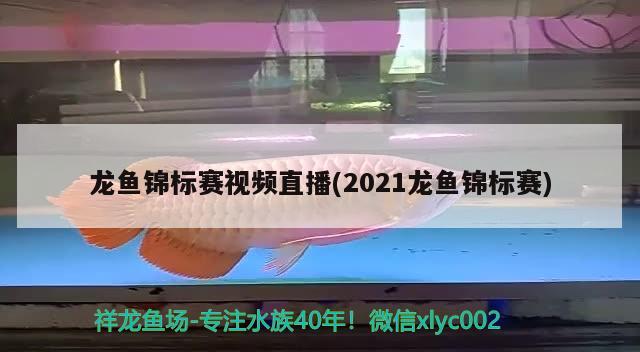 龙鱼锦标赛视频直播(2021龙鱼锦标赛)