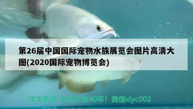 第26届中国国际宠物水族展览会图片高清大图(2020国际宠物博览会) 水族展会 第3张