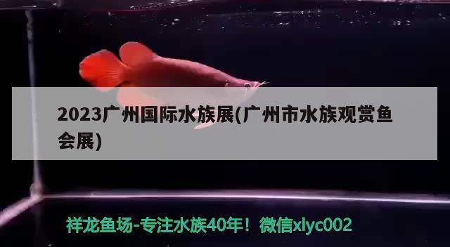 2023广州国际水族展(广州市水族观赏鱼会展)