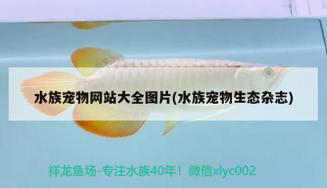 水族宠物网站大全图片(水族宠物生态杂志) 2024第28届中国国际宠物水族展览会CIPS（长城宠物展2024 CIPS）