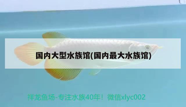 国内大型水族馆(国内最大水族馆) 2024第28届中国国际宠物水族展览会CIPS（长城宠物展2024 CIPS）