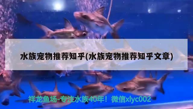 水族宠物推荐知乎(水族宠物推荐知乎文章) 2024第28届中国国际宠物水族展览会CIPS（长城宠物展2024 CIPS）