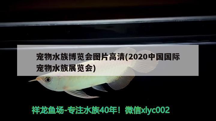 宠物水族博览会图片高清(2020中国国际宠物水族展览会)