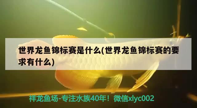 世界龙鱼锦标赛是什么(世界龙鱼锦标赛的要求有什么) 2024第28届中国国际宠物水族展览会CIPS（长城宠物展2024 CIPS）