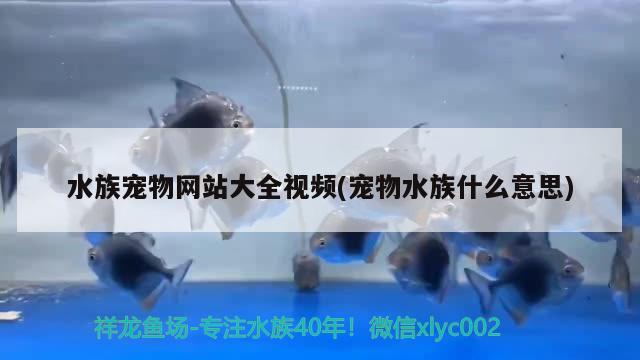 水族宠物网站大全视频(宠物水族什么意思) 2024第28届中国国际宠物水族展览会CIPS（长城宠物展2024 CIPS）