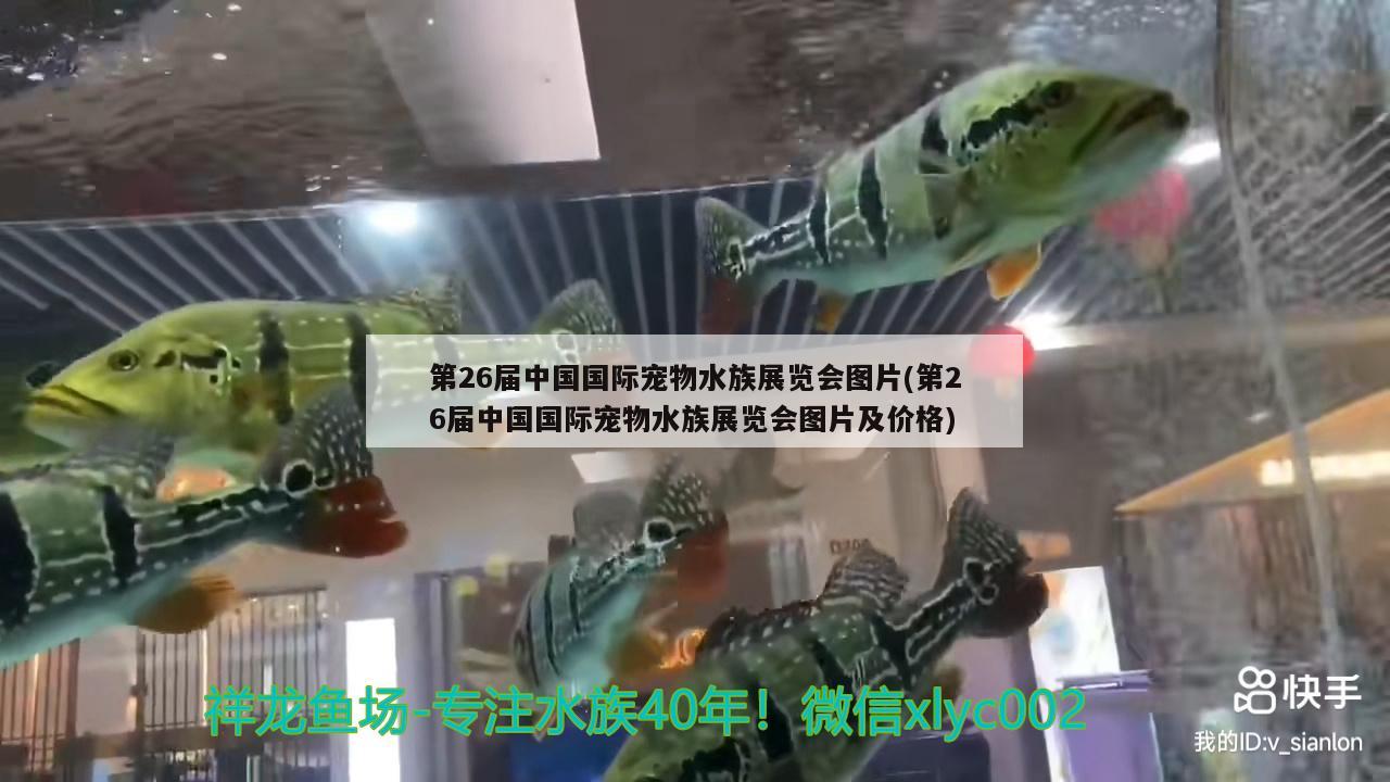 第26届中国国际宠物水族展览会图片(第26届中国国际宠物水族展览会图片及价格)