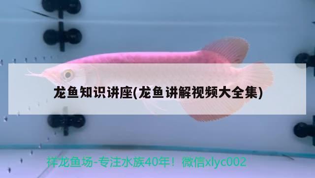 龙鱼知识讲座(龙鱼讲解视频大全集) 2024第28届中国国际宠物水族展览会CIPS（长城宠物展2024 CIPS）