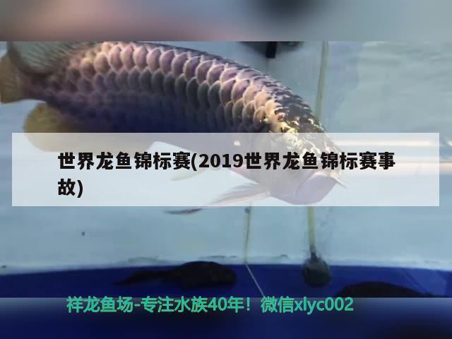 世界龙鱼锦标赛(2019世界龙鱼锦标赛事故)