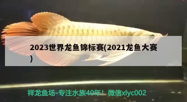 2023世界龙鱼锦标赛(2021龙鱼大赛)