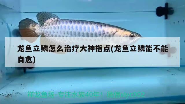 龙鱼立鳞怎么治疗大神指点(龙鱼立鳞能不能自愈) 2024第28届中国国际宠物水族展览会CIPS（长城宠物展2024 CIPS）