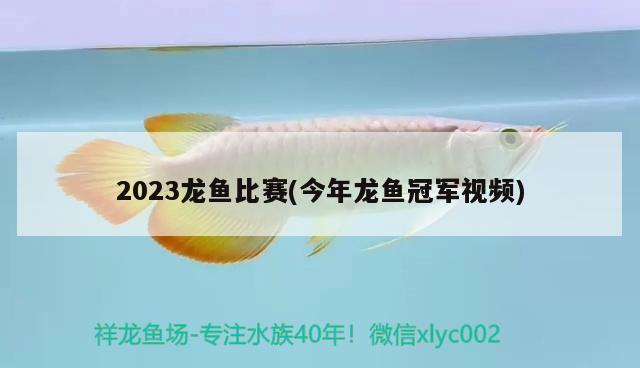 2023龙鱼比赛(今年龙鱼冠军视频)