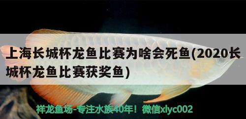 上海长城杯龙鱼比赛为啥会死鱼(2020长城杯龙鱼比赛获奖鱼)