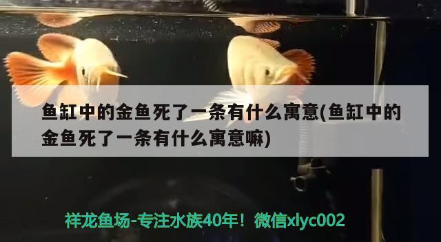 鱼缸中的金鱼死了一条有什么寓意(鱼缸中的金鱼死了一条有什么寓意嘛)