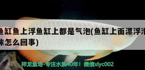 鱼缸鱼上浮鱼缸上都是气泡(鱼缸上面漂浮泡沫怎么回事)