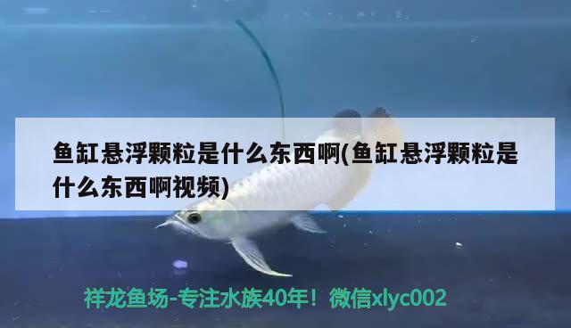 鱼缸悬浮颗粒是什么东西啊(鱼缸悬浮颗粒是什么东西啊视频)