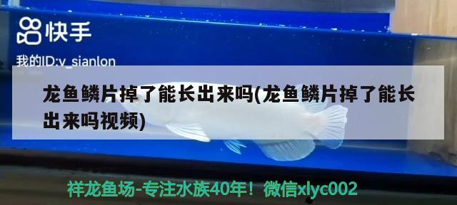 龙鱼鳞片掉了能长出来吗(龙鱼鳞片掉了能长出来吗视频) 2024第28届中国国际宠物水族展览会CIPS（长城宠物展2024 CIPS）