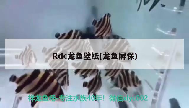 Rdc龙鱼壁纸(龙鱼屏保)