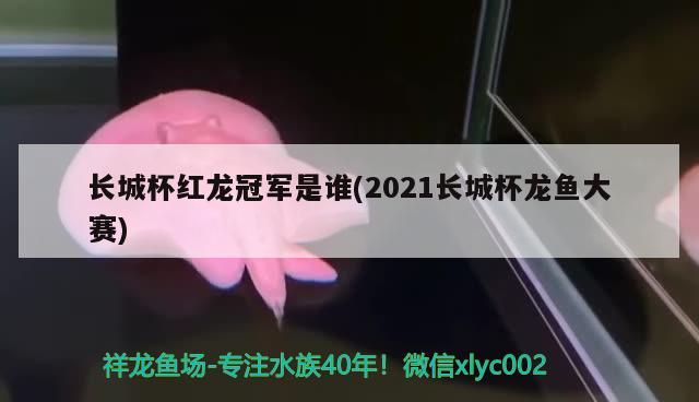 长城杯红龙冠军是谁(2021长城杯龙鱼大赛)