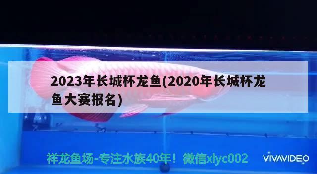 2023年长城杯龙鱼(2020年长城杯龙鱼大赛报名)