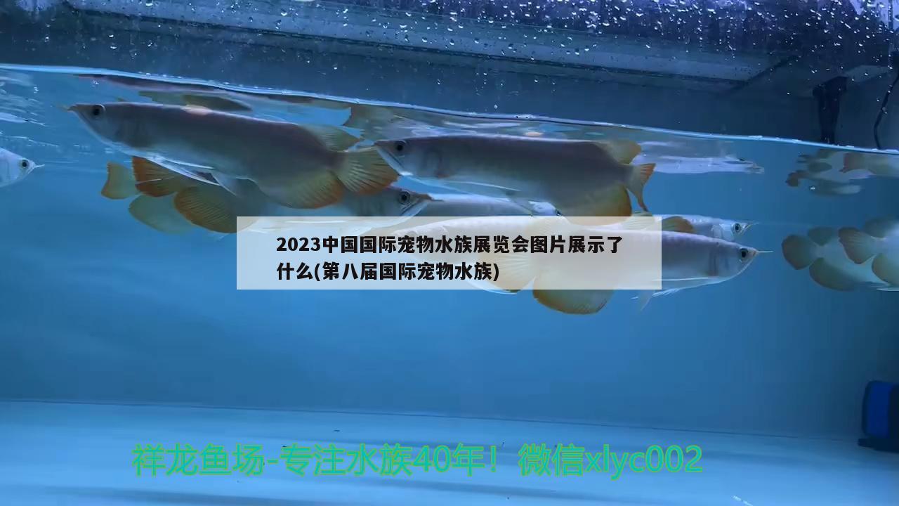 2023中国国际宠物水族展览会图片展示了什么(第八届国际宠物水族)