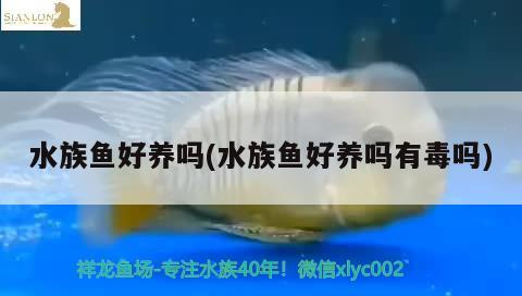 水族鱼好养吗(水族鱼好养吗有毒吗) 2024第28届中国国际宠物水族展览会CIPS（长城宠物展2024 CIPS）