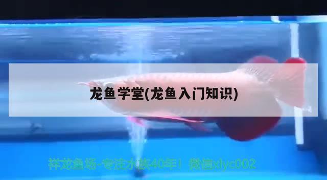 龙鱼学堂(龙鱼入门知识) 2024第28届中国国际宠物水族展览会CIPS（长城宠物展2024 CIPS）