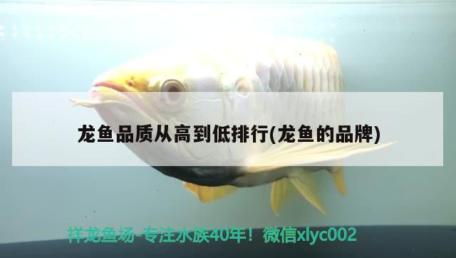 龙鱼品质从高到低排行(龙鱼的品牌) 2024第28届中国国际宠物水族展览会CIPS（长城宠物展2024 CIPS）