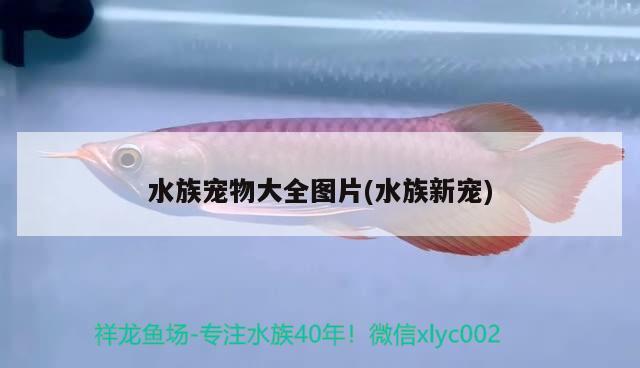 水族宠物大全图片(水族新宠) 2024第28届中国国际宠物水族展览会CIPS（长城宠物展2024 CIPS）