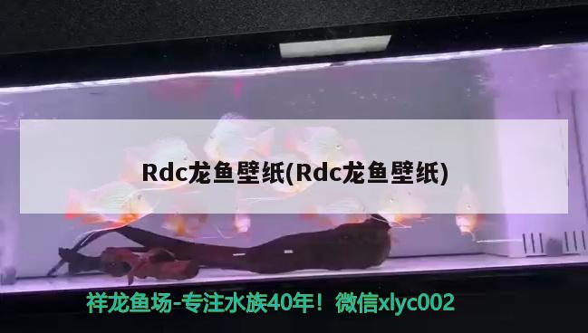 Rdc龙鱼壁纸(Rdc龙鱼壁纸)