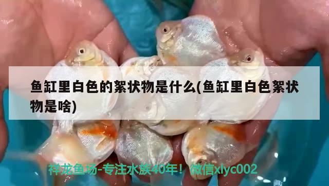 鱼缸里白色的絮状物是什么(鱼缸里白色絮状物是啥) 赤焰中国虎鱼