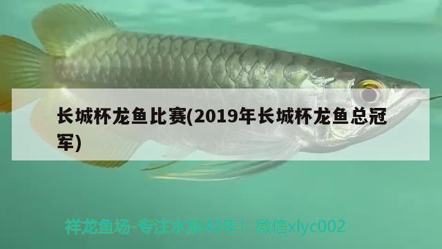 长城杯龙鱼比赛(2019年长城杯龙鱼总冠军) 2024第28届中国国际宠物水族展览会CIPS（长城宠物展2024 CIPS）