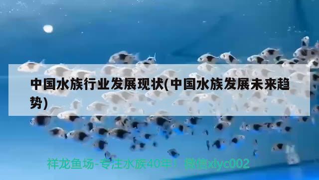 中国水族行业发展现状(中国水族发展未来趋势) 2024第28届中国国际宠物水族展览会CIPS（长城宠物展2024 CIPS）