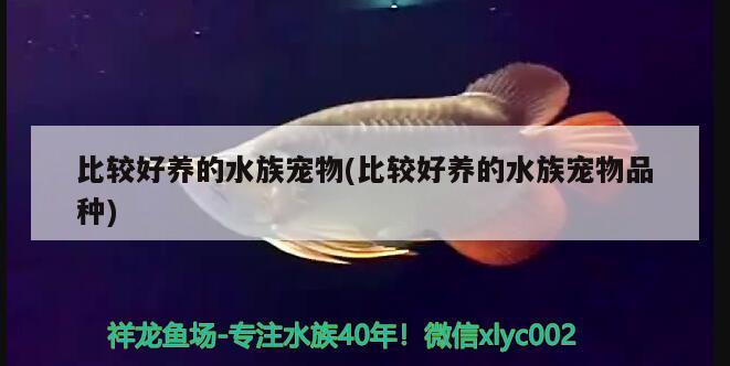 比较好养的水族宠物(比较好养的水族宠物品种)